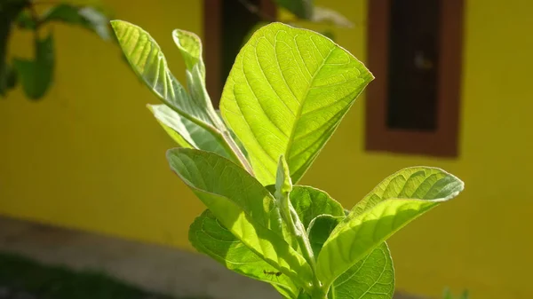 Bela Planta Com Folhas Verdes Jardim Fundo Natureza — Fotografia de Stock