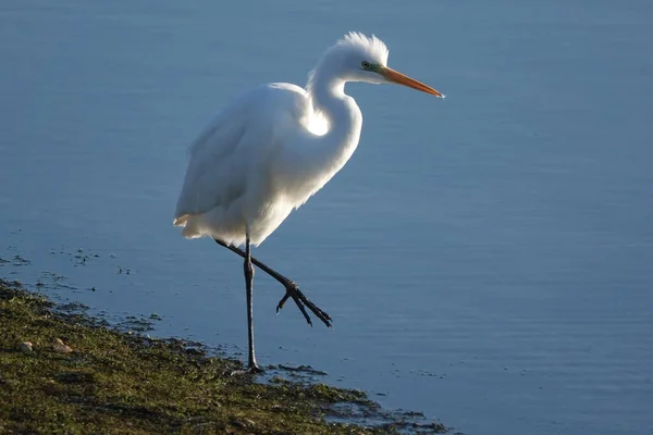 Stor Egret Ardea Alba Lugn Sjö Strand — Stockfoto