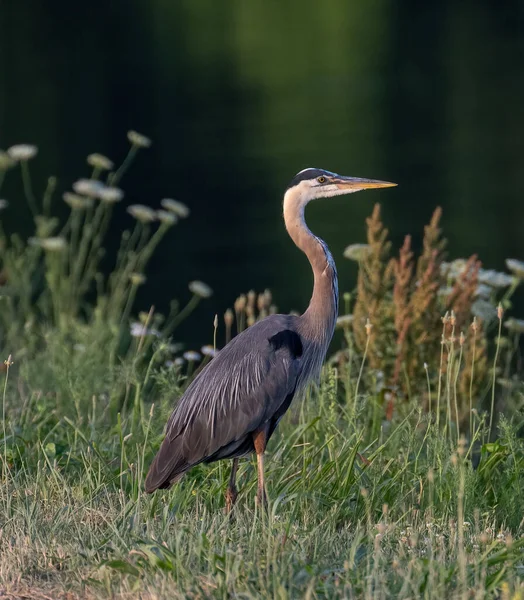 Gri balıkçıl ormandaki çimlerin üzerinde duruyor.