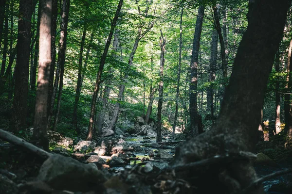 Egy Sziklás Ösvény Zöld Fák Között Erdőben — Stock Fotó