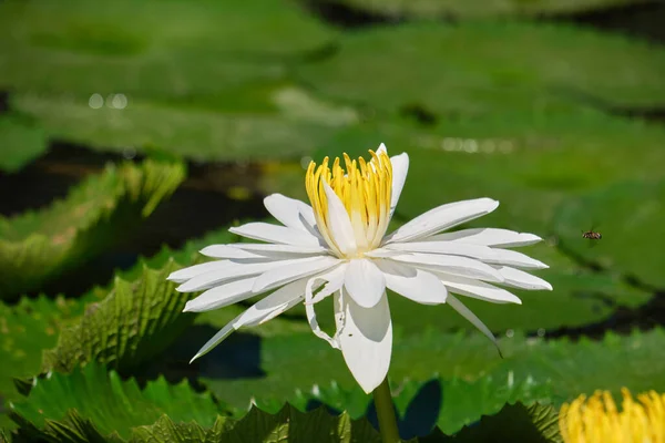 Beyaz Bir Nilüfer Çiçeğinin Yakın Çekimi — Stok fotoğraf