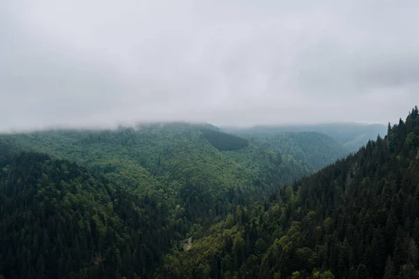 Gyönyörű Kilátás Sűrű Zöld Fákra Erdőben Felhős Alatt — Stock Fotó