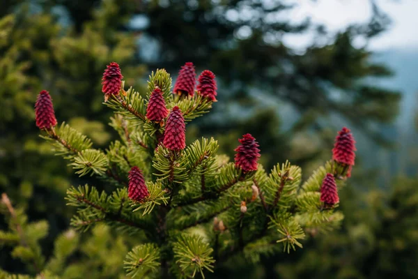Eine Selektive Fokusaufnahme Von Blühenden Fichten Mit Roten Zapfen — Stockfoto