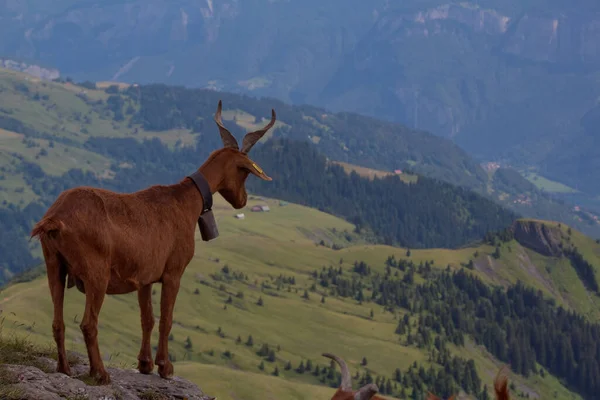 Una Cabra Los Alpes Francia — Foto de Stock