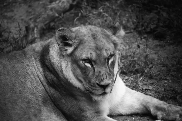 Grayscale Closeup Shot Female Lion Lying Ground Africa — Stock Photo, Image