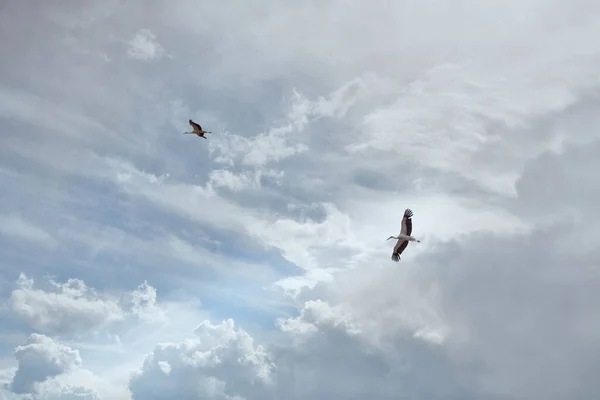 Uma Vista Panorâmica Das Cegonhas Voando Pelo Céu Meio Uma — Fotografia de Stock