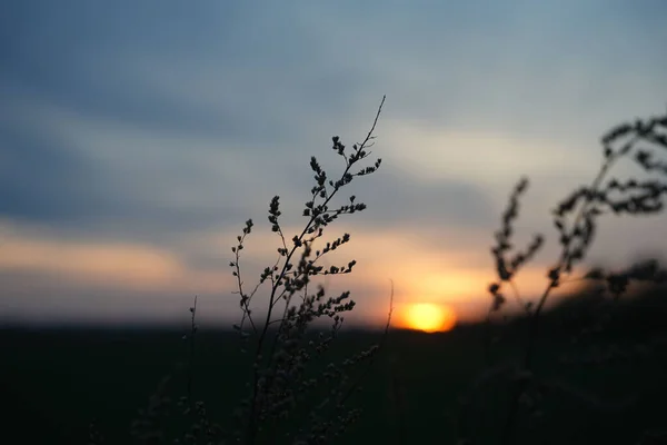 Gros Plan Silhouettes Végétales Dans Champ Sur Fond Ciel Couchant — Photo