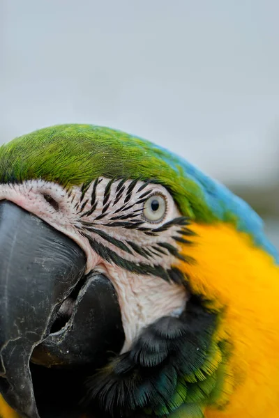 Retrato Vertical Del Colorido Loro Ara — Foto de Stock