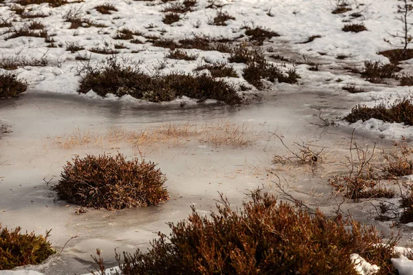 乾燥した茂みに囲まれた凍った川 — ストック写真