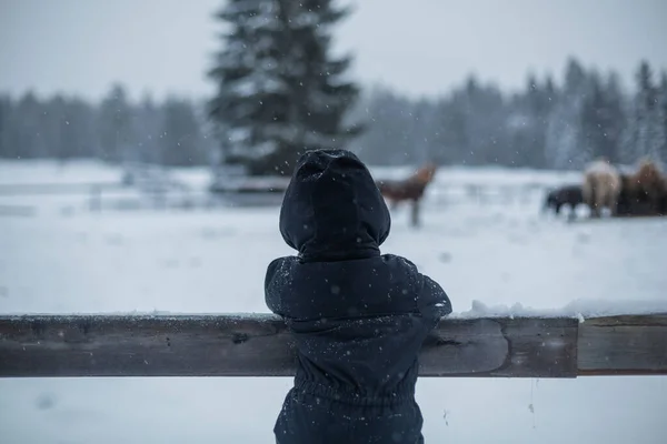 一个小男孩在下雪天看着马的倒影 — 图库照片