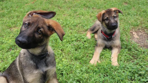 Selective Two Alsatian Brown Puppies Green Grass — Stock Photo, Image