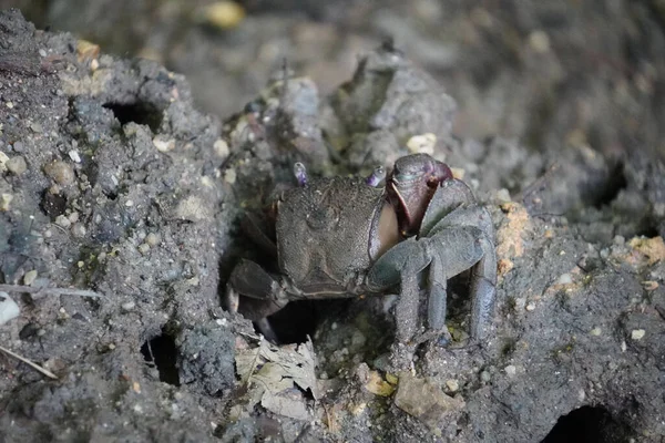 Foto Van Een Krab Die Uit Een Gat Komt — Stockfoto