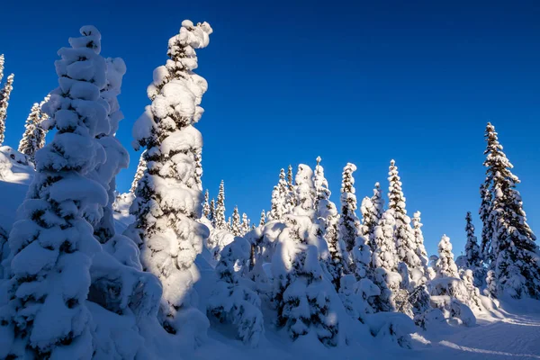 Beau Paysage Hivernal Avec Des Arbres Recouverts Une Épaisse Couche — Photo