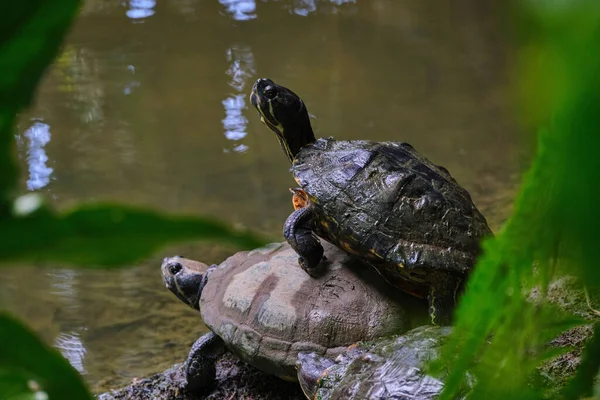 Closeup Shot Turtles Next Pond — Stock Photo, Image