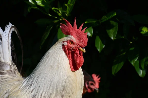 夏に牧草地に白い隆起と赤い櫛を持つ鶏の肖像画 — ストック写真