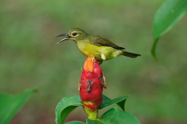 红色纽扣上的生姜花蕾上的一只绿色小太阳鸟的特写镜头 — 图库照片
