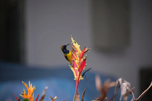 ぼんやりとした背景の植物に座っているサンバードのクローズアップショット — ストック写真