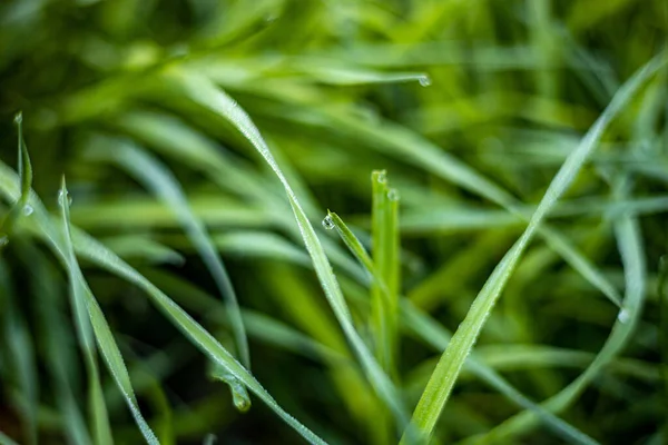 Een Close Van Dauw Vers Groen Gras — Stockfoto