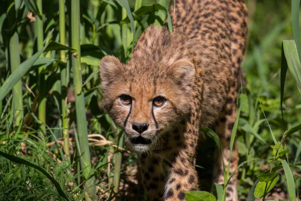 Een Close Shot Van Een Prachtige Cheeta Het Bos — Stockfoto
