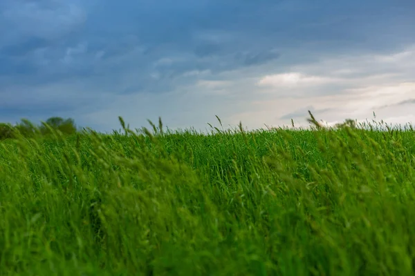 Eine Schöne Aufnahme Von Einem Grünen Feld Unter Einem Bewölkten — Stockfoto