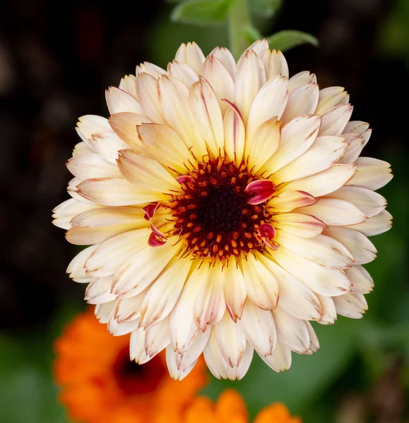 Closeup Shot Common Marigold Blurry Background — Stock Photo, Image