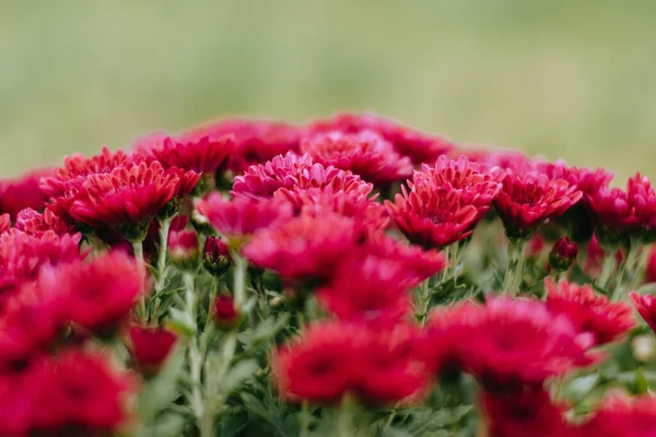 Eine Selektive Fokusaufnahme Von Chrysanthemen Garten — Stockfoto