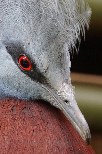 Pombo Coroado Sclater Com Olhos Vermelhos Backgrou Embaçado — Fotografia de Stock