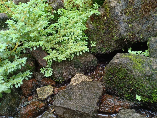 Растение Pilea Microphylla Огромных Мокрых Камнях Зеленым Мхом Лесу — стоковое фото