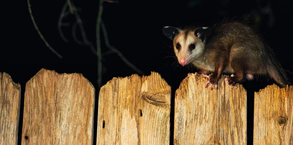 Gros Plan Opossum Sur Clôture Bois — Photo