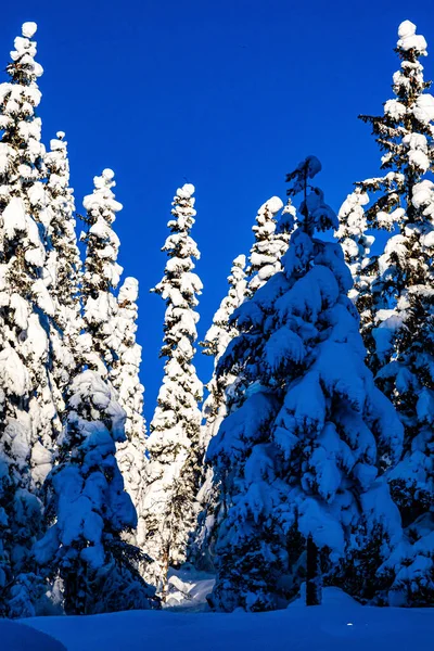 Plano Vertical Árboles Completamente Cubiertos Nieve Durante Día —  Fotos de Stock