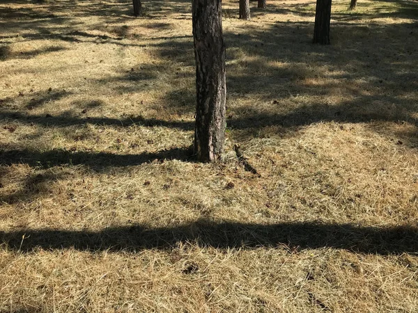 Sombra Árboles Bosque Pinos Ucrania —  Fotos de Stock