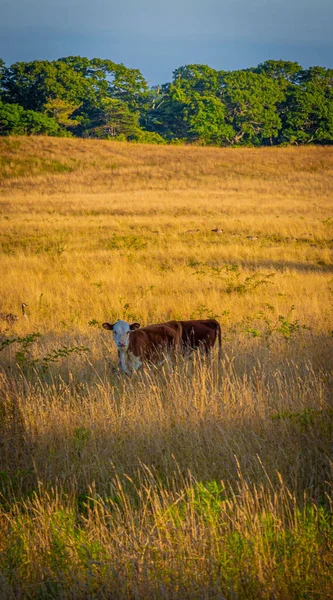 Eine Vertikale Aufnahme Einer Jungen Kuh Auf Einem Feld Neuengland — Stockfoto