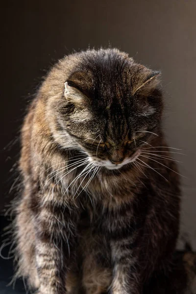 かわいい茶色の毛むくじゃらの猫のクローズアップ垂直ショット — ストック写真