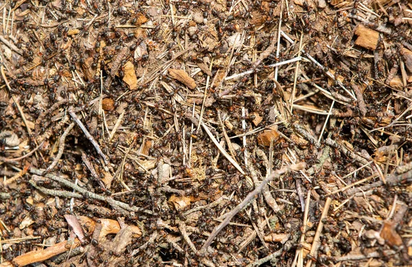 Eine Nahaufnahme Mit Vielen Ameisen Auf Einem Hügel Wild Natur — Stockfoto