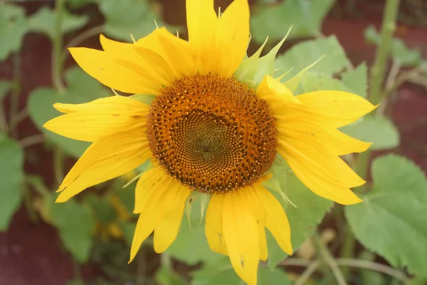 Eine Selektive Fokusaufnahme Einer Sonnenblume Mit Grünen Blättern Auf Verschwommenem — Stockfoto