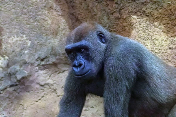 Närbild Kongo Gorilla Fotograferad Bronx Zoo — Stockfoto