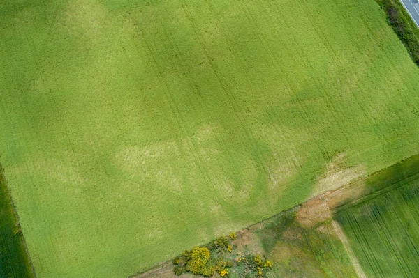 Vista Aérea Campo Sembrado Trigo Primavera — Foto de Stock