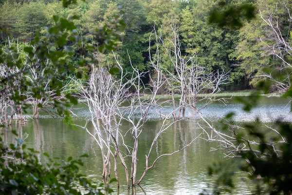 Uma Vista Das Árvores Pequenas Sem Folhas Banco Uma Lagoa — Fotografia de Stock
