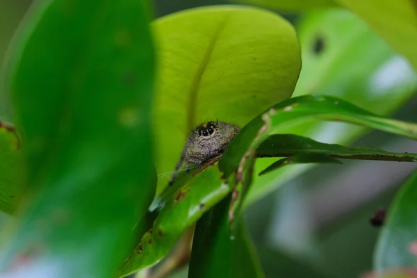 森の中の緑の葉の上にヒロスのクモの美しいショット — ストック写真