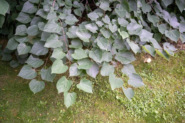 植物绿叶生长的特写镜头 — 图库照片