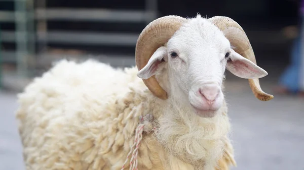 White Fluffy Goat Curved Horns Farm Yogyakarta Indonesia Blurred Background — Stock Photo, Image