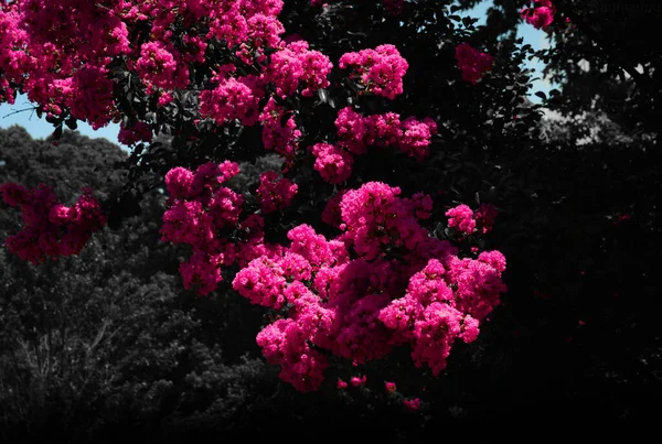 Una Bella Inquadratura Fiori Viola Rosa Alla Luce Del Giorno — Foto Stock