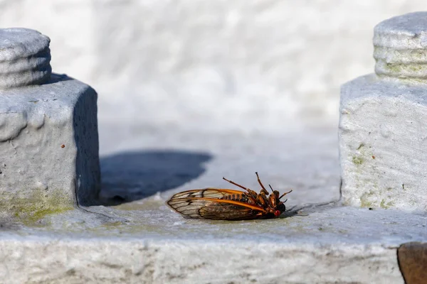 Image Horizontale Dead Cicada Périodique Ans Près Boulons Industriels — Photo