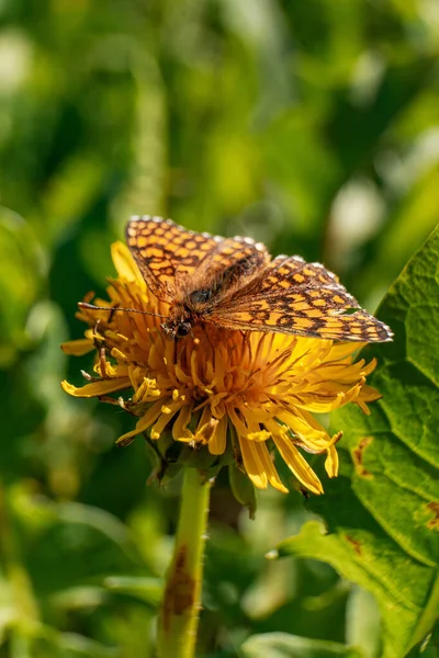 Вибірковий Фокусний Постріл Метелика Набивається Жовту Квітку — стокове фото