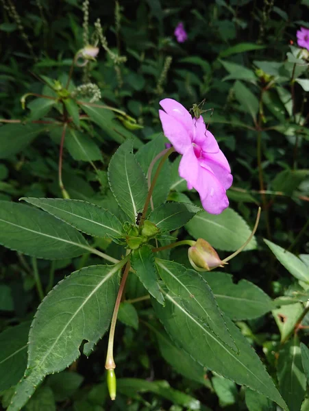 Primer Plano Vertical Una Flor Bálsamo Himalaya Rosa Floreciente —  Fotos de Stock