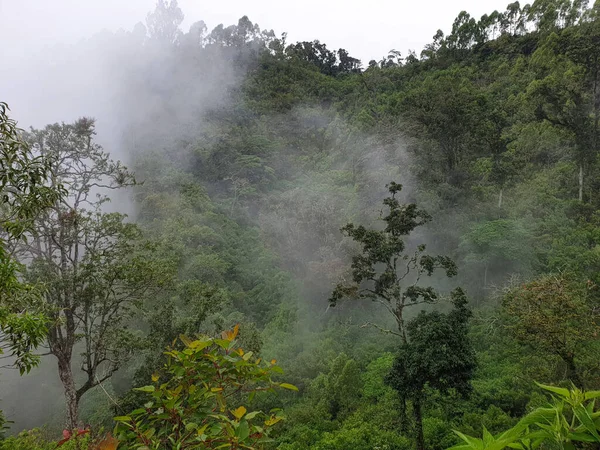 Gün Boyunca Yeşil Ağaçlar Sisli Bulutlarla Kaplı Bir Orman Manzarası — Stok fotoğraf