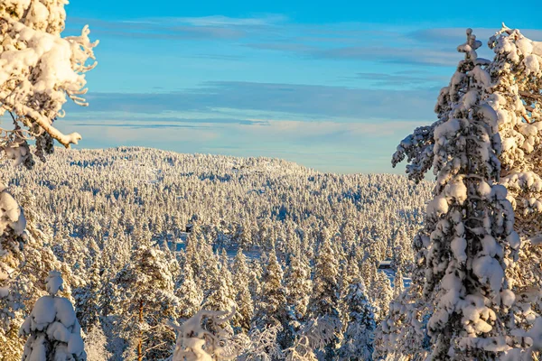 Повітряний Знімок Дерев Лісі Вкритому Снігом Вдень — стокове фото