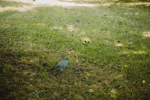 Yiyecek Bulmak Için Otların Üzerindeki Sıradan Bir Güvercine Yakın Plan — Stok fotoğraf