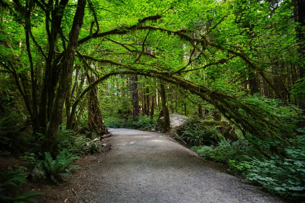 Yeşil Yosunlu Ağaçlar Parktaki Bitkiler Arasında Bir Yol — Stok fotoğraf