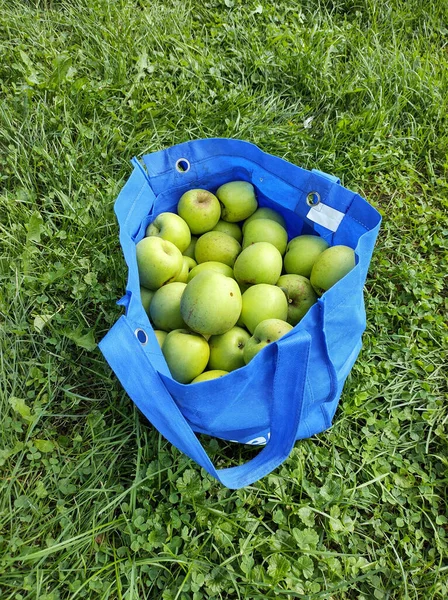 High Angle Shot Ripe Apples Bag Green Grass Harvest — Stock Photo, Image
